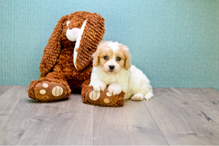 Smart Cavachon Designer Pup