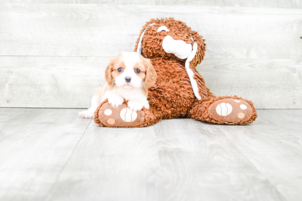 Cute Cavalier King Charles Spaniel Purebred Puppy