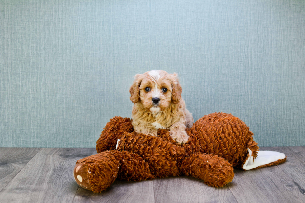 Cavapoo Pup Being Cute