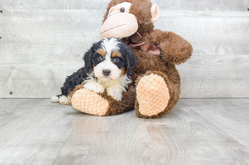 Smart Mini Bernedoodle Poodle Mix Pup