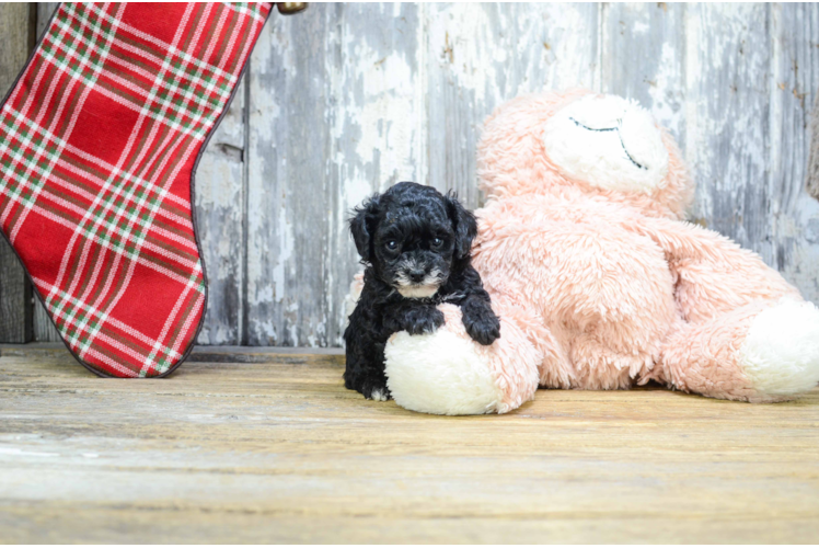 Poodle Pup Being Cute