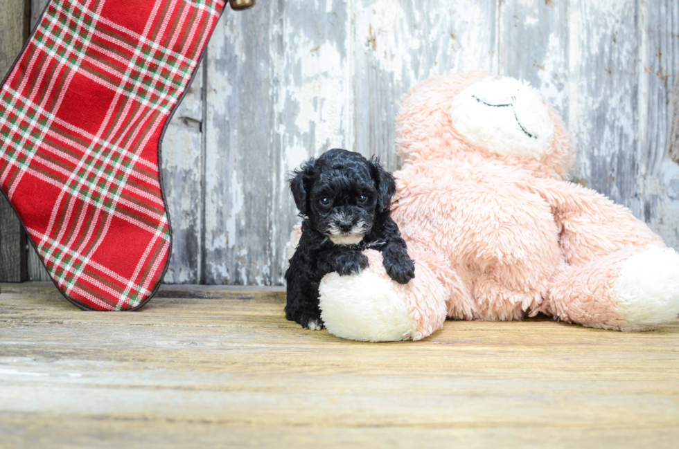 Poodle Pup Being Cute