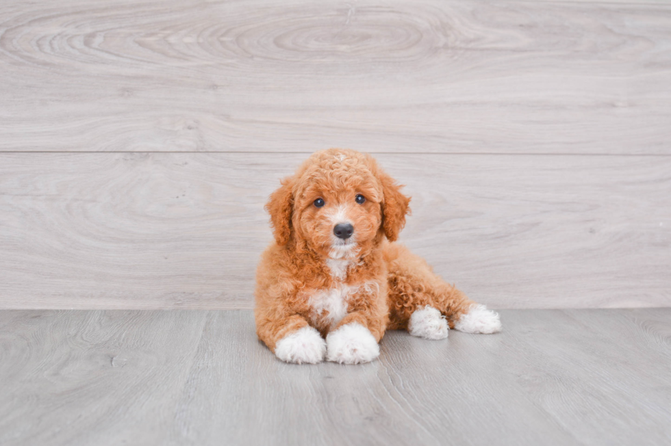 Best Mini Goldendoodle Baby