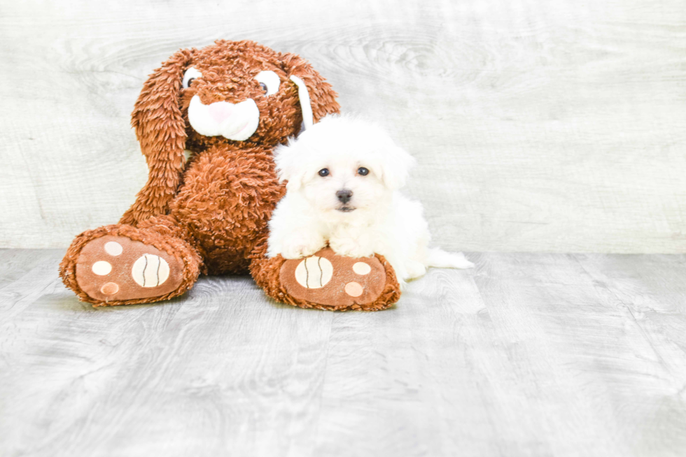 Bichon Frise Puppy for Adoption