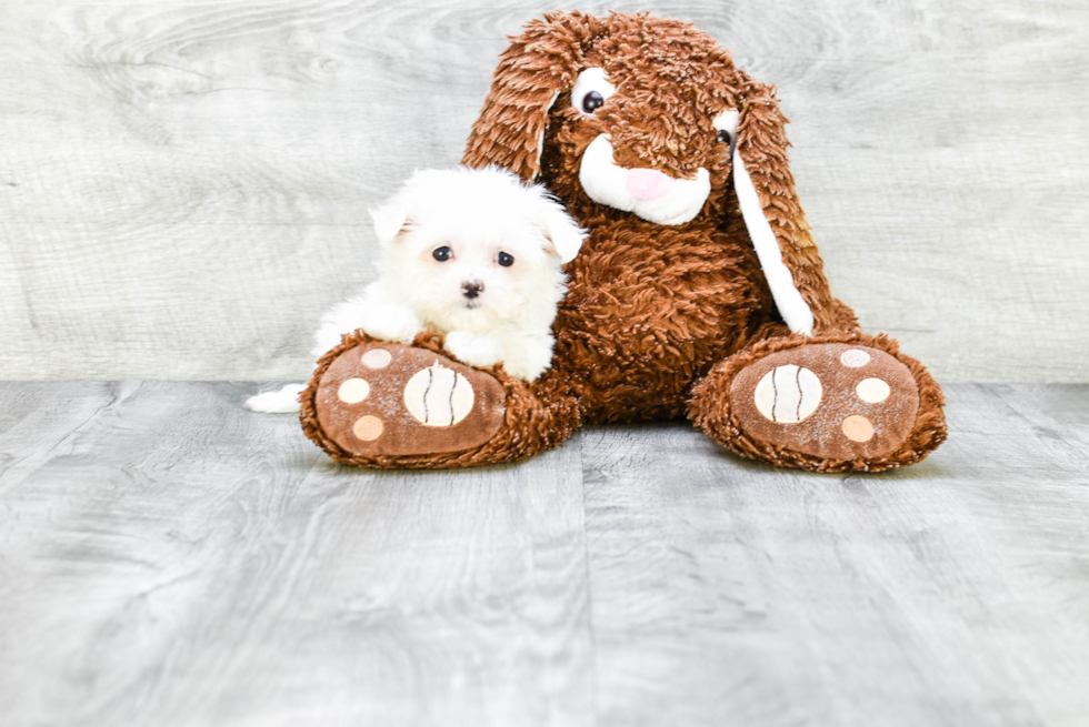 Maltese Pup Being Cute