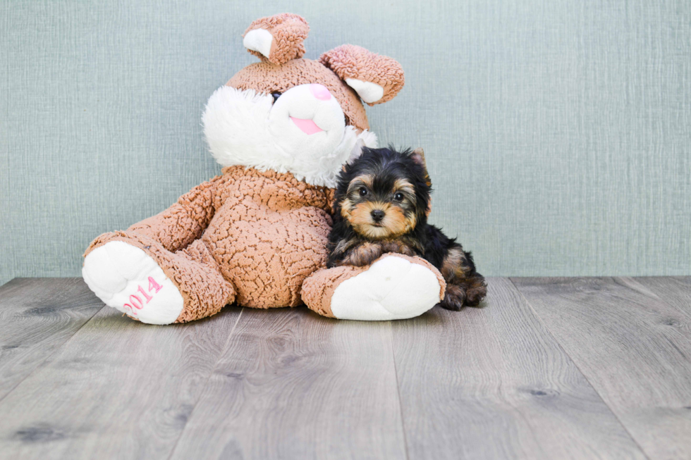 Meet Heidi - our Yorkshire Terrier Puppy Photo 