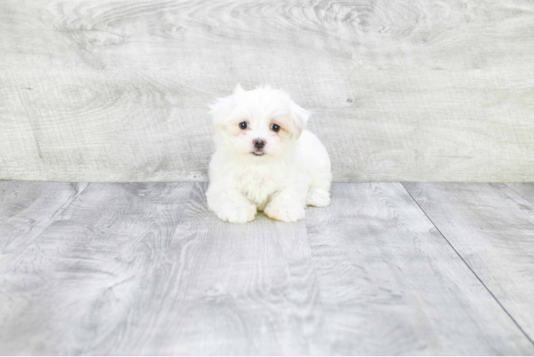 Adorable Maltese Poodle Poodle Mix Puppy