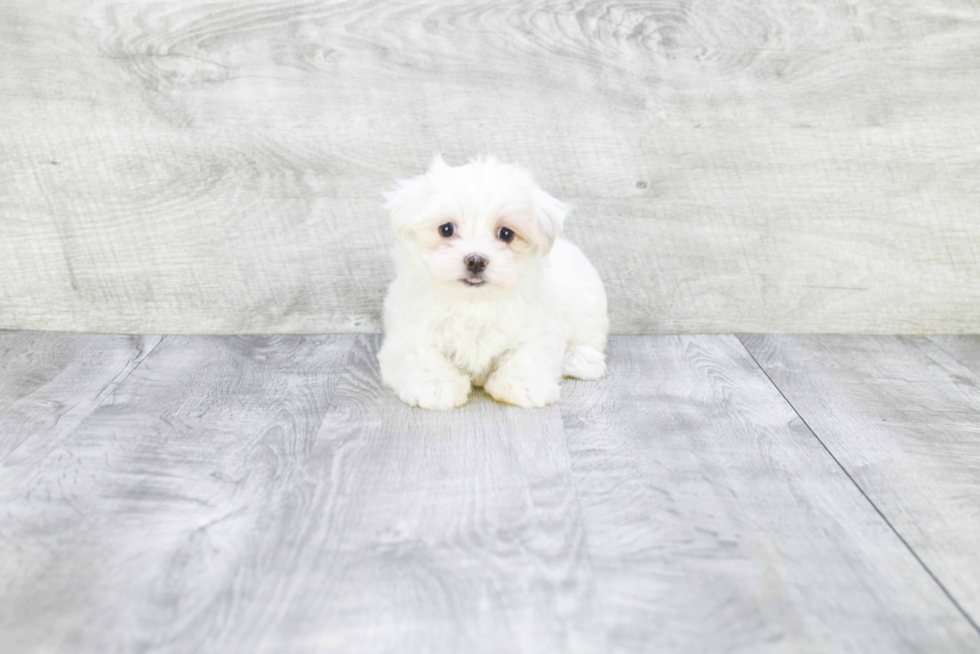 Adorable Maltese Poodle Poodle Mix Puppy