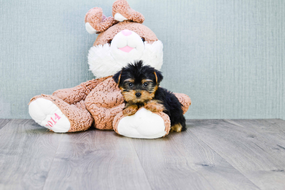 Meet Nugget - our Yorkshire Terrier Puppy Photo 