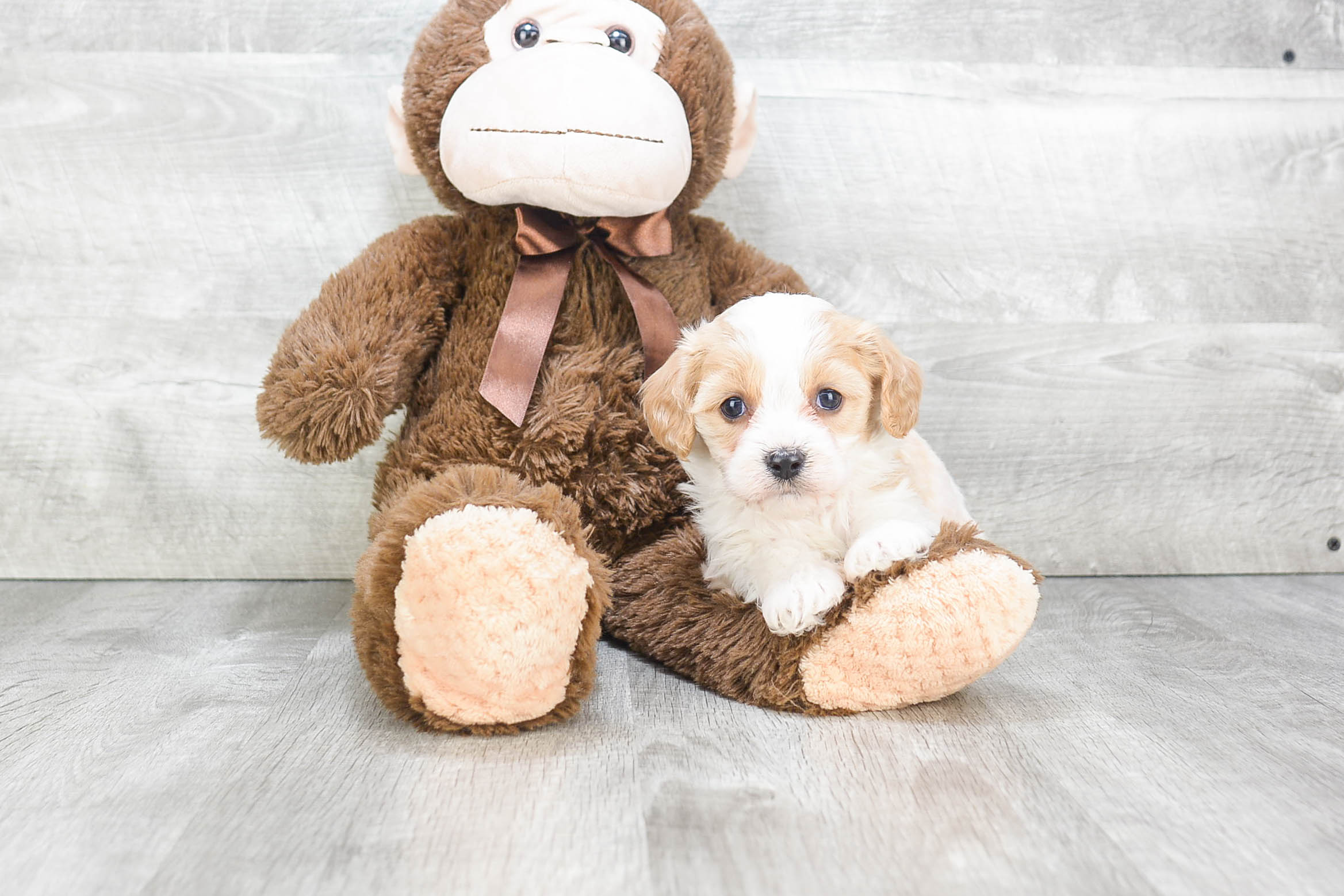 Little Cavalier Designer Puppy