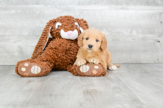 Petite Mini Goldendoodle Poodle Mix Pup