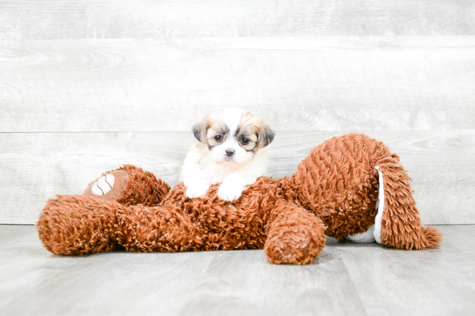 Best Teddy Bear Baby