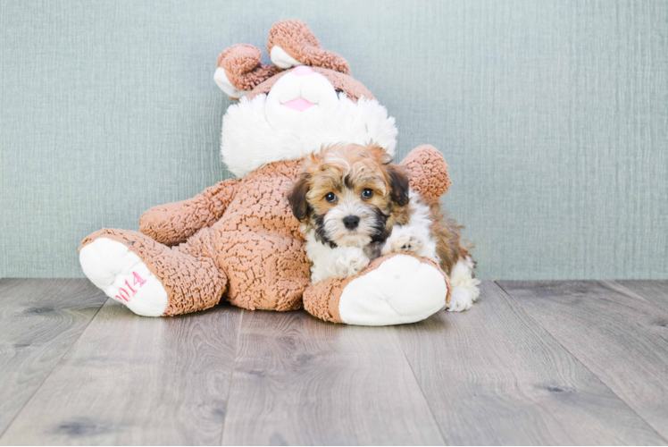 Best Havanese Baby