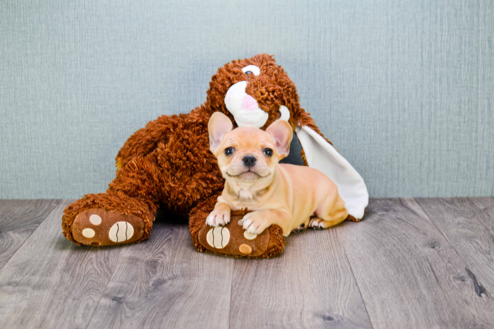 French Bulldog Pup Being Cute