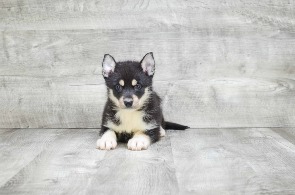 Pomsky Pup Being Cute