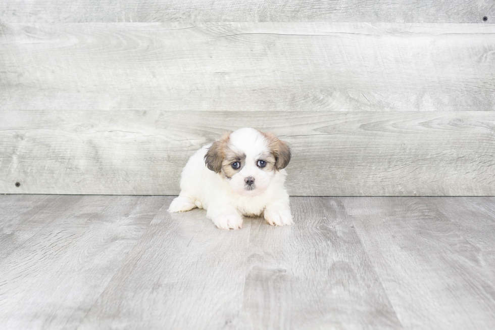 Teddy Bear Pup Being Cute