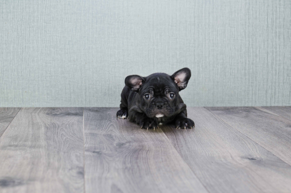 Funny French Bulldog Purebred Pup