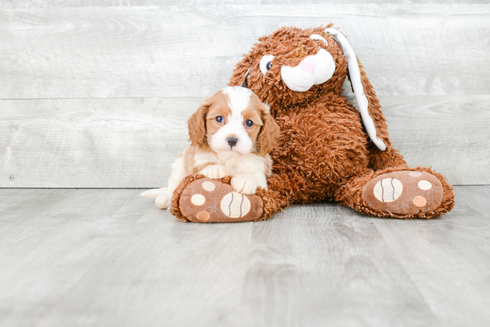 Funny Cavapoo Poodle Mix Pup