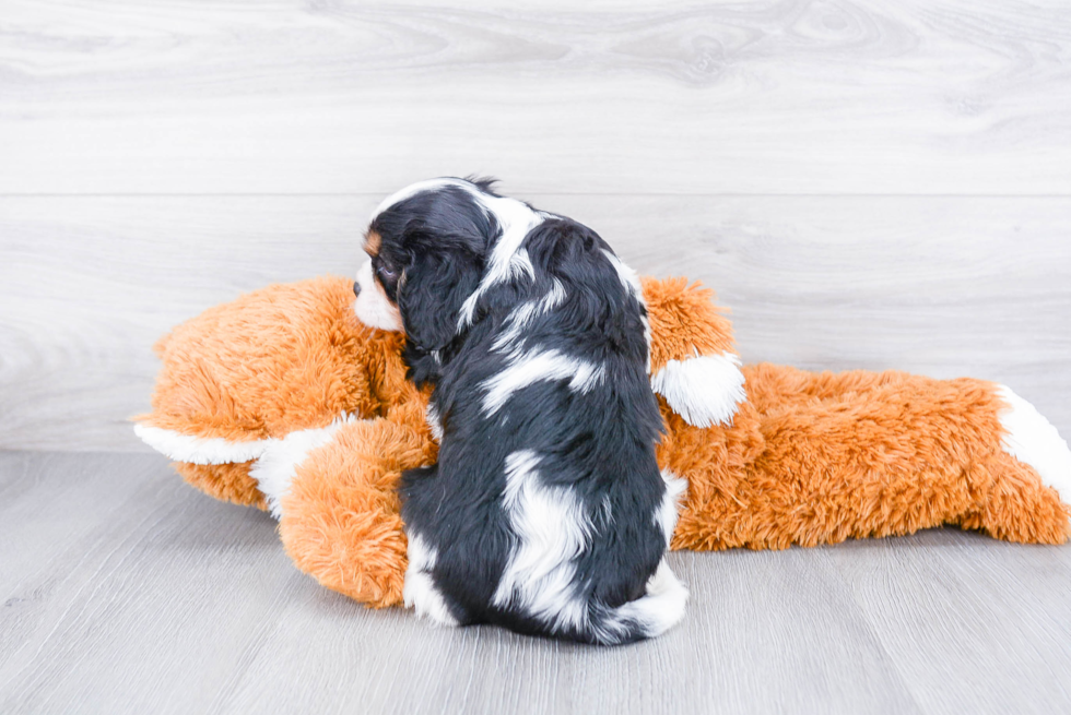 Petite Cavalier King Charles Spaniel Purebred Puppy