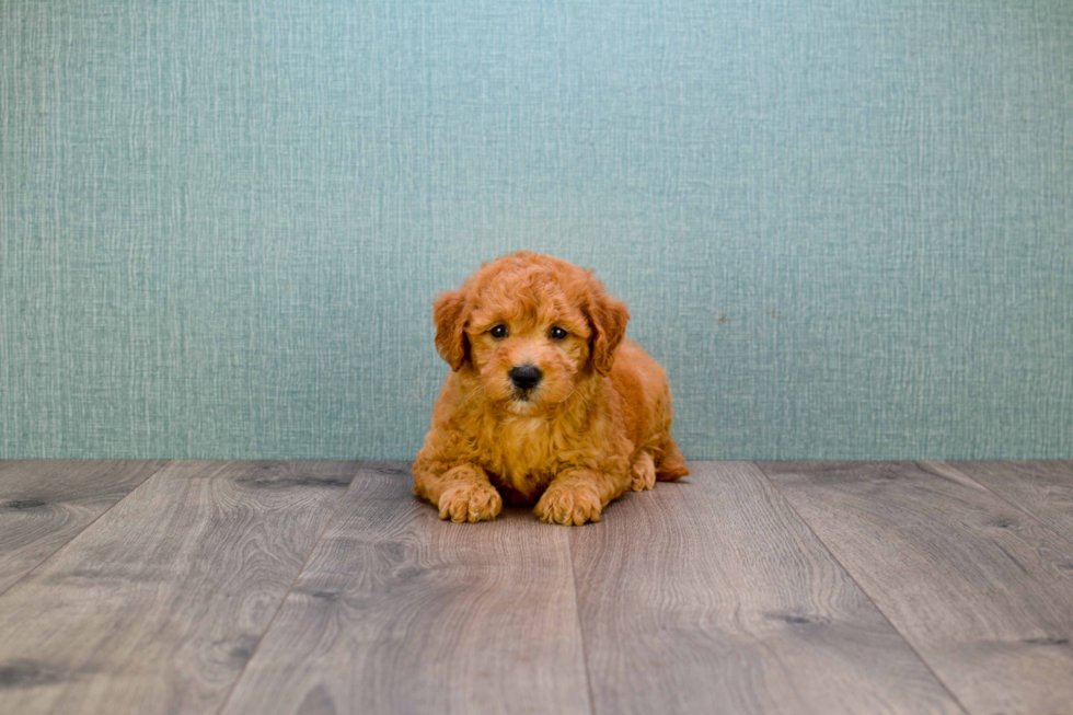 Cute Mini Goldendoodle Baby