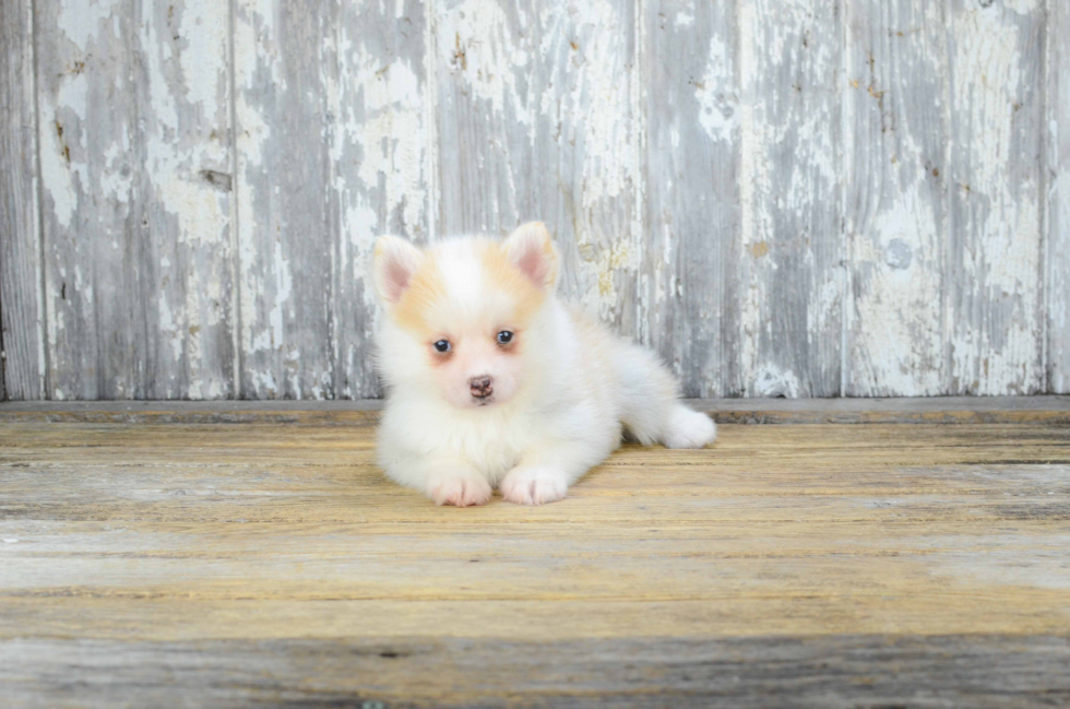 Pomsky Pup Being Cute