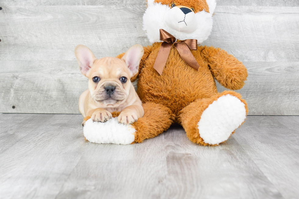 French Bulldog Puppy for Adoption