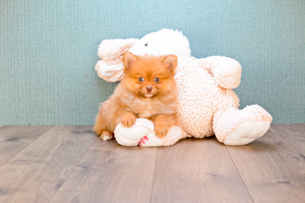 Pomeranian Puppy for Adoption