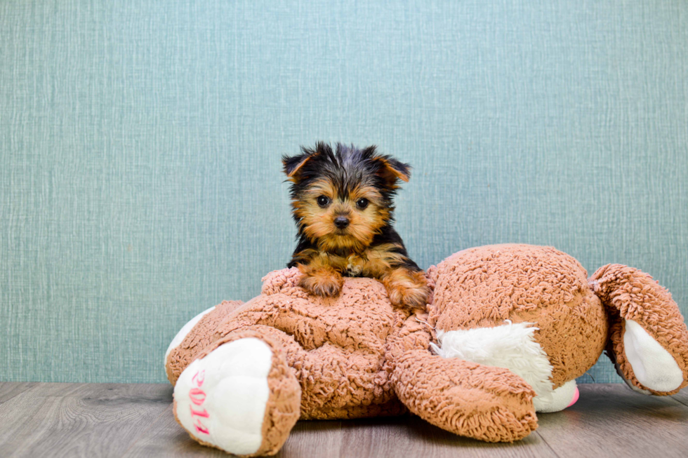 Meet Beckham - our Yorkshire Terrier Puppy Photo 