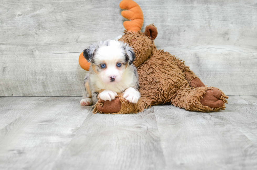 Playful Aussiepoo Poodle Mix Puppy