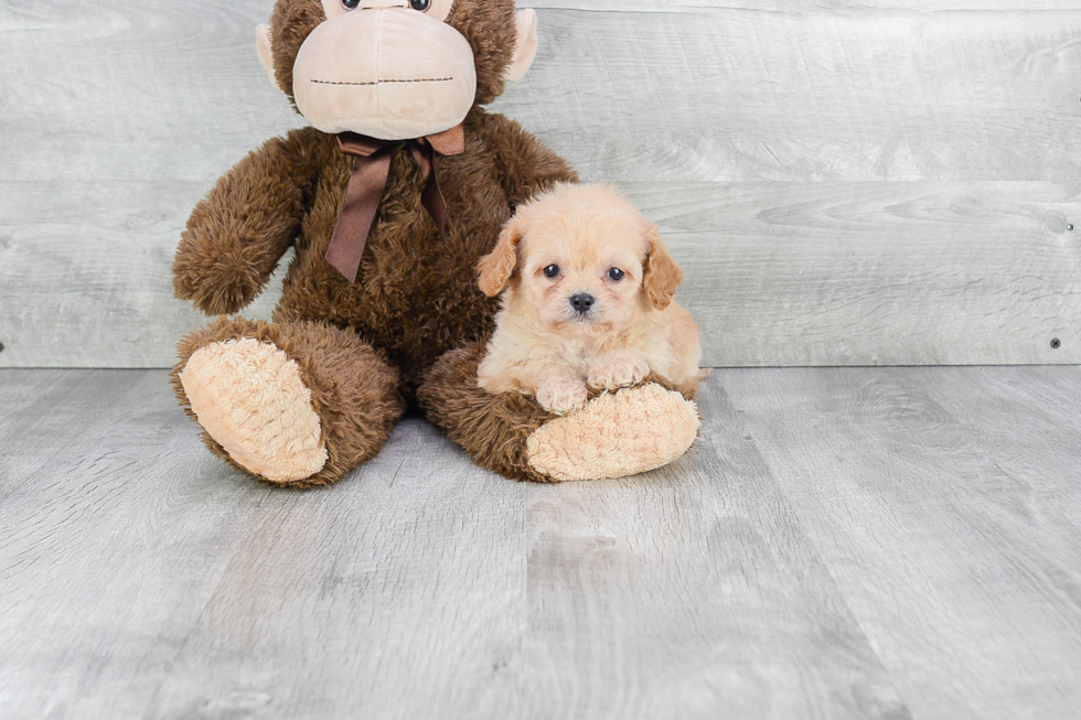 Cute Cavapoo Baby