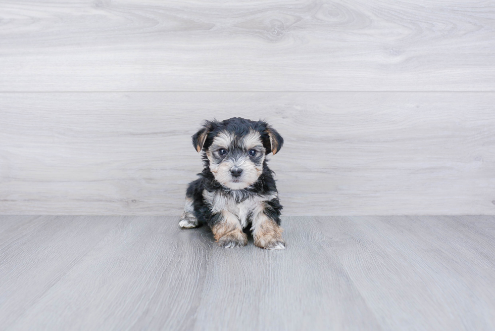 Playful Yorkie Designer Puppy