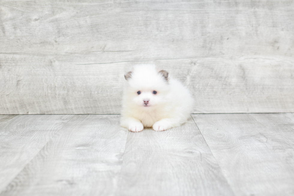 Smart Pomeranian Purebred Puppy