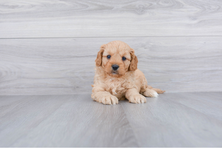 Playful Cavoodle Poodle Mix Puppy