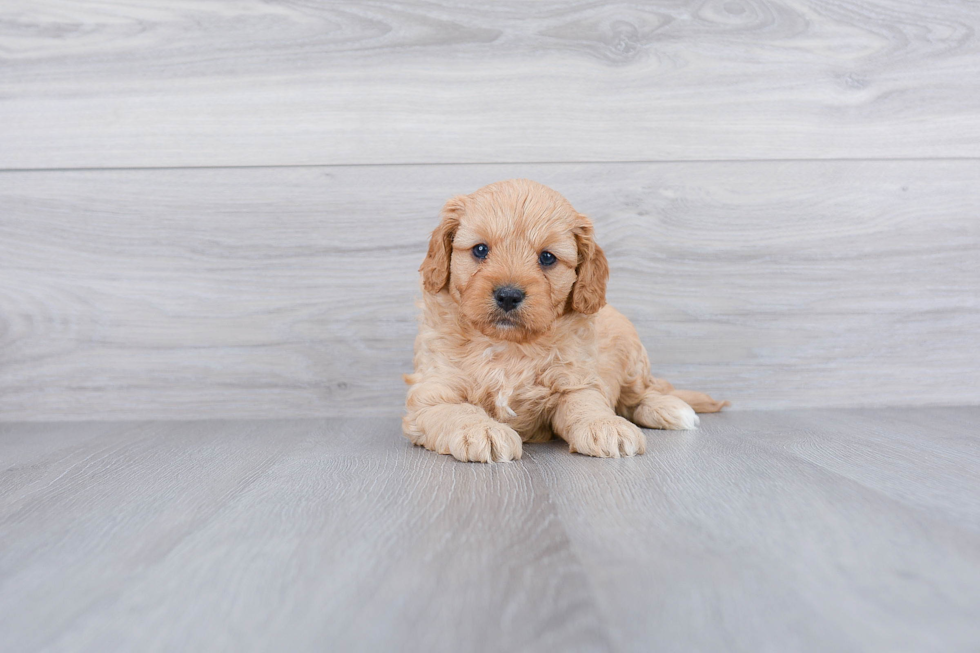 Playful Cavoodle Poodle Mix Puppy