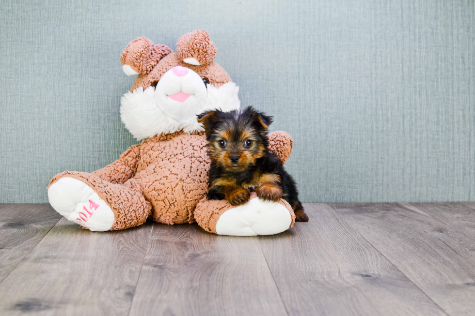 Meet Roscoe - our Yorkshire Terrier Puppy Photo 