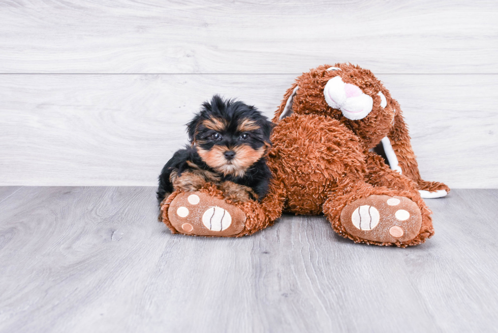 Meet Timmy - our Yorkshire Terrier Puppy Photo 