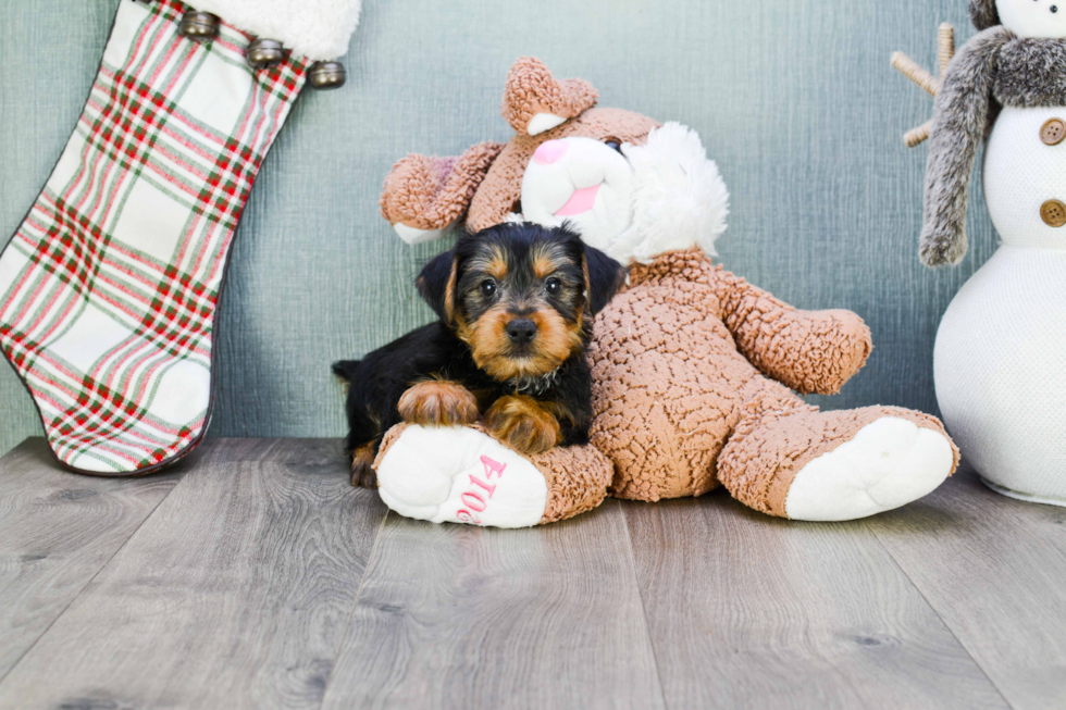 Meet Snickers - our Yorkshire Terrier Puppy Photo 