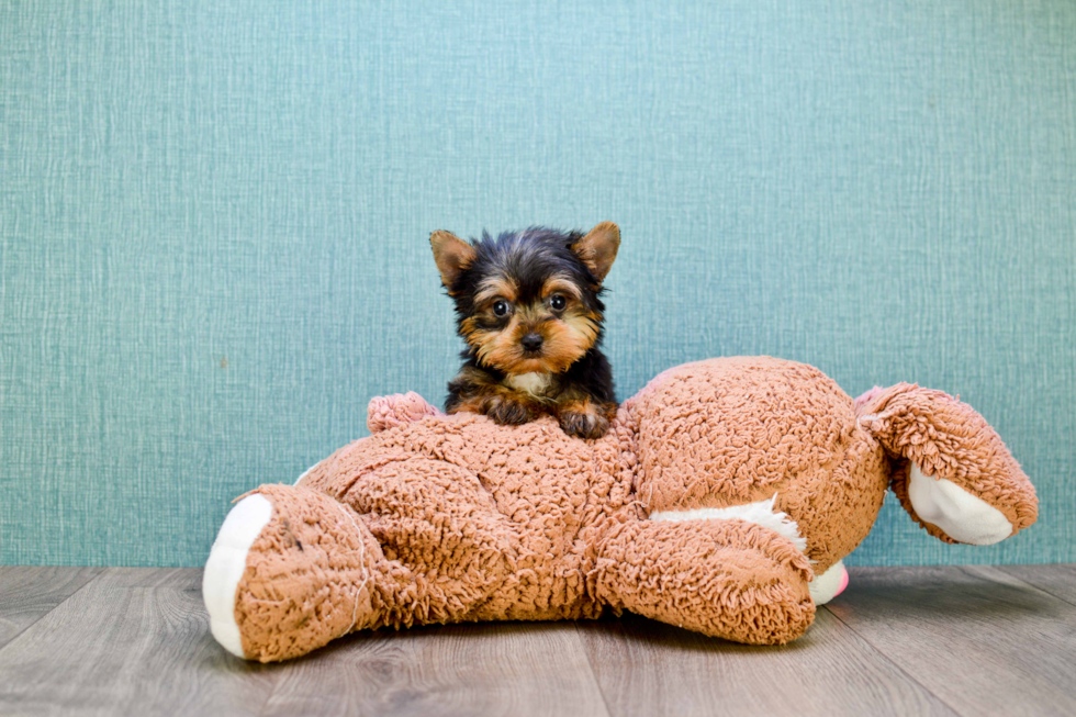 Meet Beckham - our Yorkshire Terrier Puppy Photo 