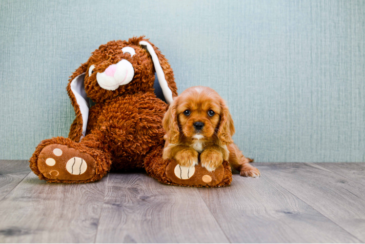 Small Cavalier King Charles Spaniel Purebred Pup