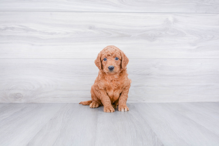 Hypoallergenic Golden Retriever Poodle Mix Puppy