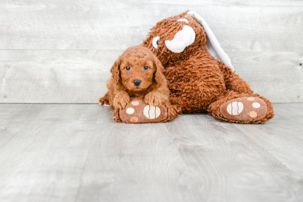 Happy Mini Goldendoodle Baby