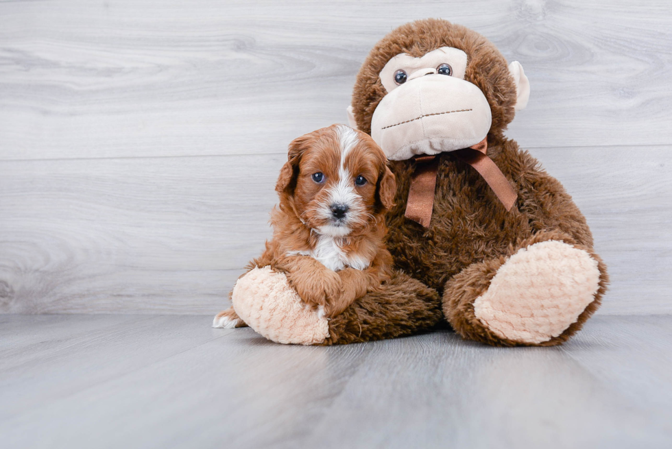 Best Cavapoo Baby