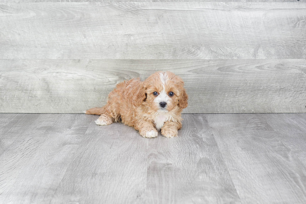 Little Cavoodle Poodle Mix Puppy