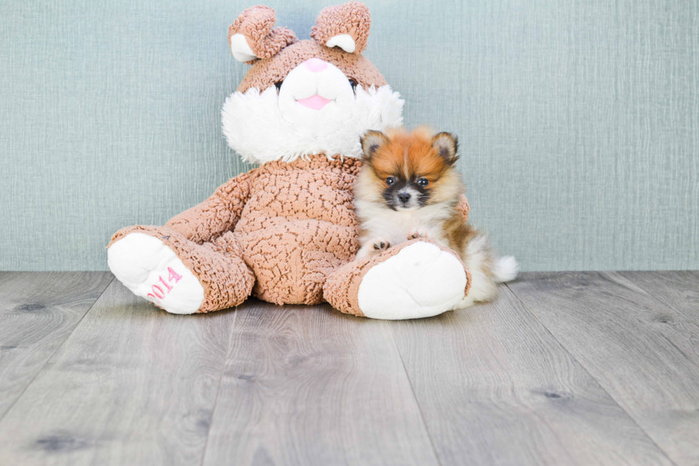 Hypoallergenic Pomeranian Purebred Pup