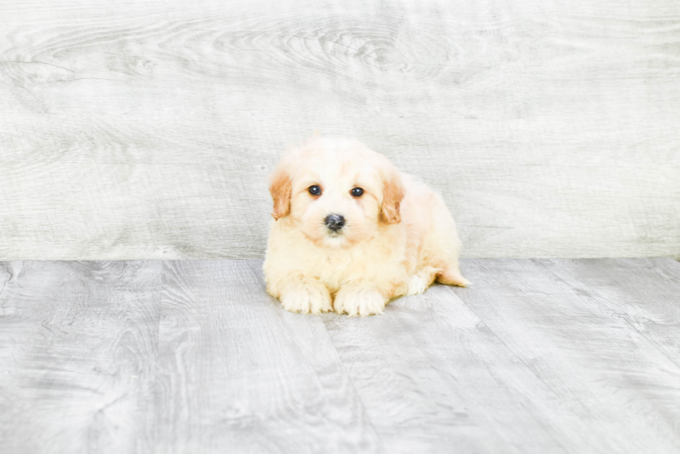 Mini Goldendoodle Pup Being Cute