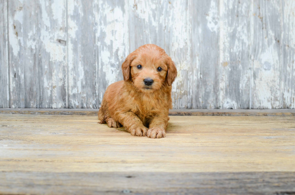 Fluffy Mini Goldendoodle Poodle Mix Pup