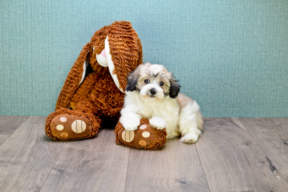 Hypoallergenic Havanese Baby