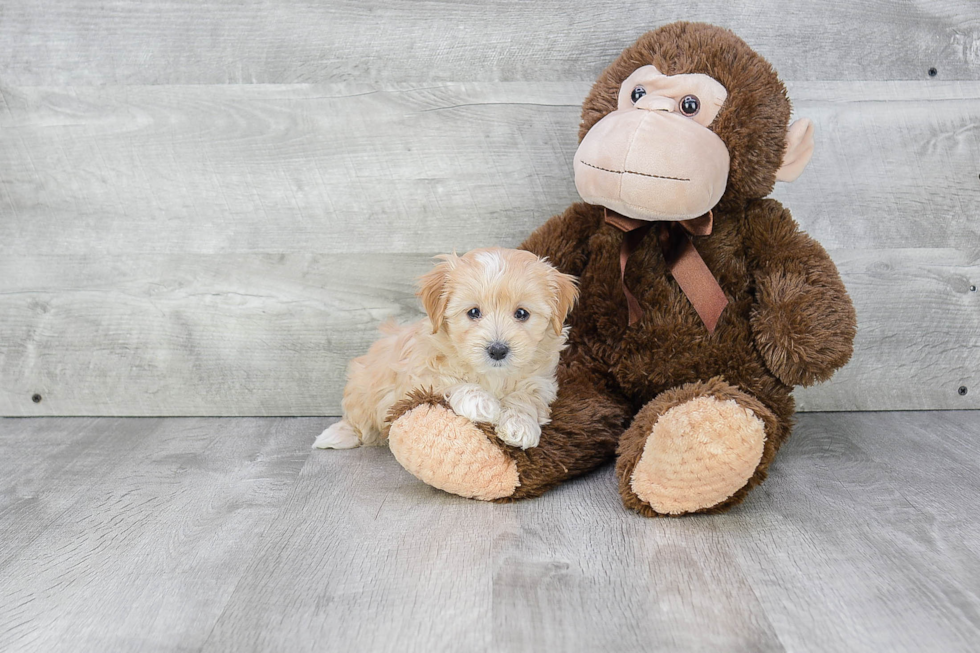Smart Maltipoo Poodle Mix Pup
