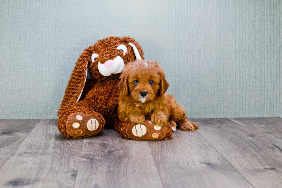 Cavapoo Puppy for Adoption