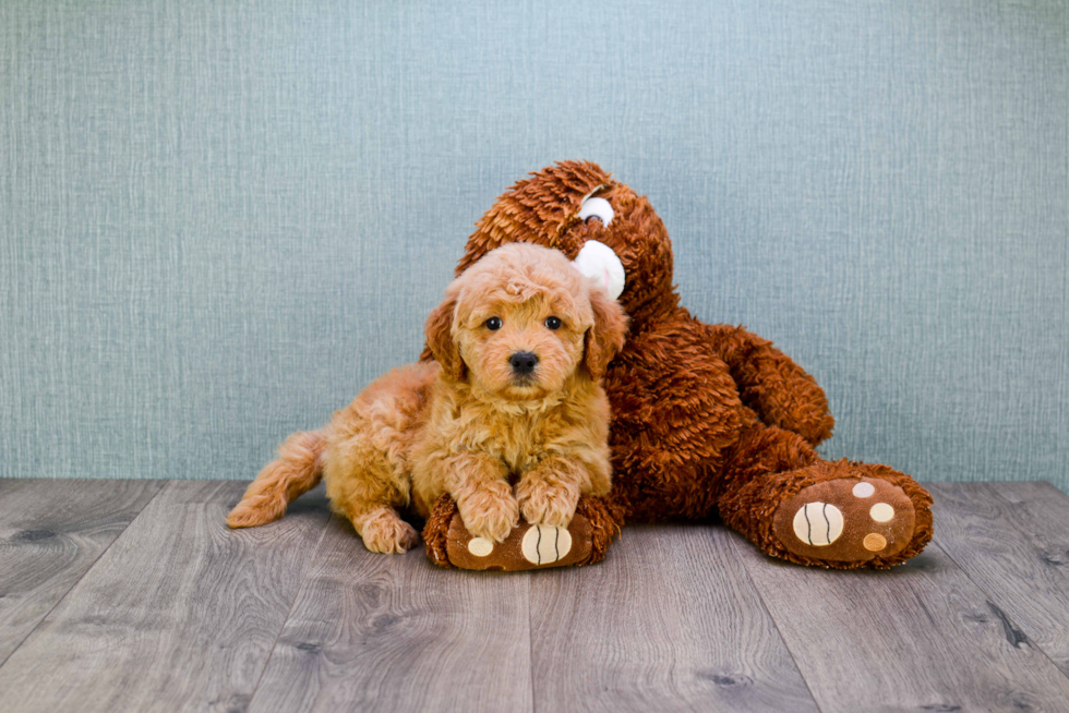 Smart Mini Goldendoodle Poodle Mix Pup